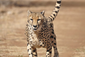 Exercising cheetah: slowing down after chasing a lure