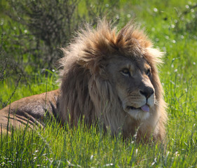 Obraz na płótnie Canvas Lion portrait at a conservation park