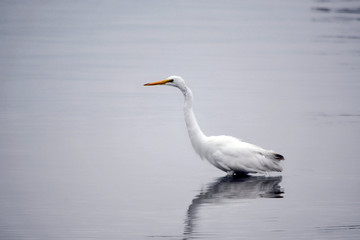 Fototapeta na wymiar Great White Egret Bird Wades Through the Bay Early on A Summer Morning