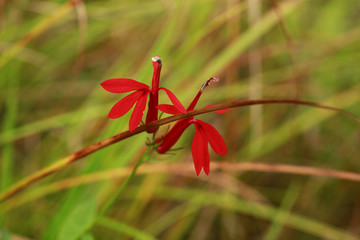 Cardinal flower in the wetland at Bean Blossom Bottoms wetland preserve in Southern, Indiana.