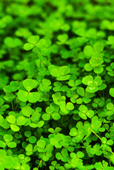 Green clover background