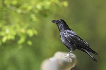 Corvus corax Kolkrabe