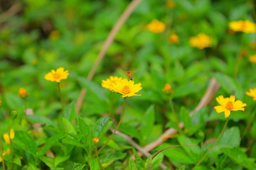 ハワイのミツバチ