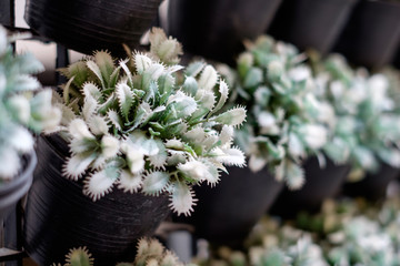 Succulent / cactus plants in black pot, closeup macro view, selective focus. Concept of green living, planting in urban home, office, city.