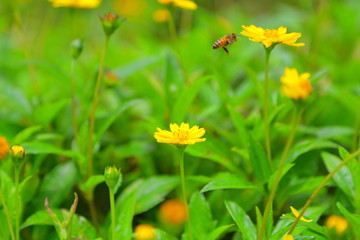 ハワイのミツバチ