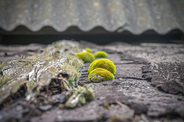 Moss on an old roof.