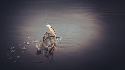 On hook. The perch is caught on the wobblers.