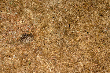 Common frog on dried grass
