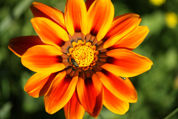 gazania close up