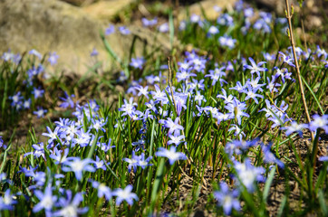 Fototapeta premium Flowers at Kurpark Oberlaa, Vienna, Austria