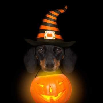 Halloween  Ghost  Dog Trick Or Treat