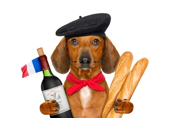 Photo sur Plexiglas Chien fou french  sausage  dog