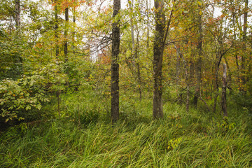 Fototapeta premium Lowland hardwood forest in the wetland at Bean Blossom Bottoms wetland preserve in Southern, Indiana.