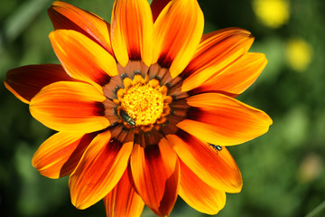 gazania close up
