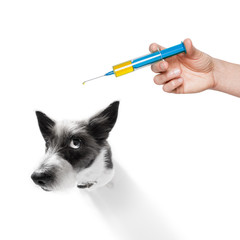 dog and vaccine syringe