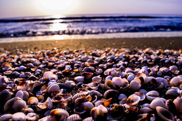 Obraz premium Seashells in the sea, morning time 
