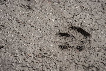 animal footprint on cement