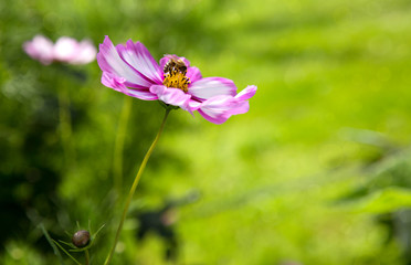 Obraz premium Pink cosmos flowers and bee.