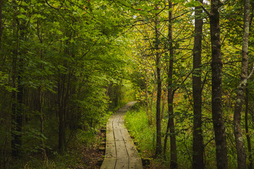 Wooden trail through the wetland at Bean Blossom Bottoms wetland preserve in Southern, Indiana.