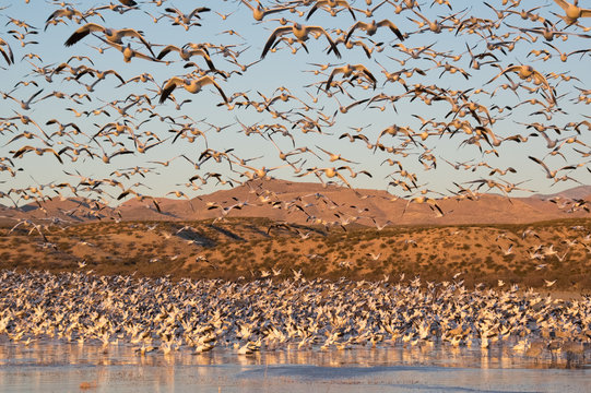 Snow Geese at the Bosque del Apache
