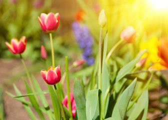 Fototapeta premium Sun and tulips