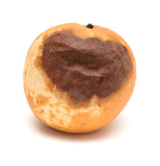 rotten pear on white background