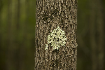 Tree bark wetland at Bean Blossom Bottoms wetland preserve in Southern, Indiana.