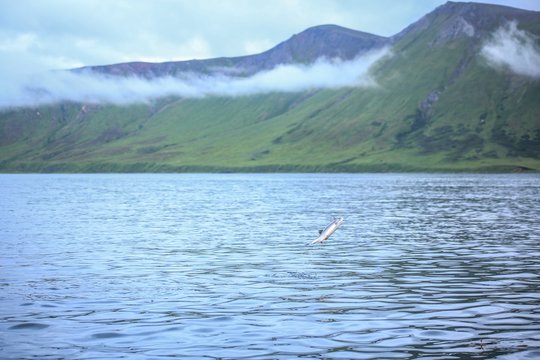 Watching the slamon run in False pass, Alaska.