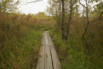 Wooden trail through the wetland at Bean Blossom Bottoms wetland preserve in Southern, Indiana.