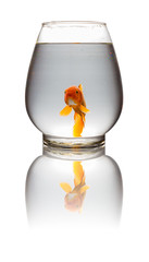 red Koi carp looking at camera in a glass tank on white with clipping path