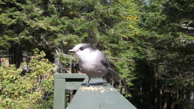 m&eacute;sangeai du Canada