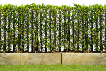 Fototapeta premium hedge fence