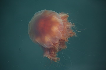 A jellyfish flows in the current in Alaska's False pass.