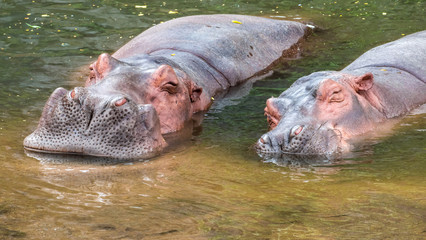 Two hippopotamus  in water