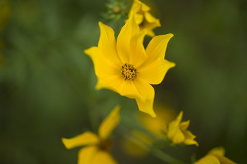 Yellow wildflowers in the wetland at Bean Blossom Bottoms wetland preserve in Southern, Indiana.