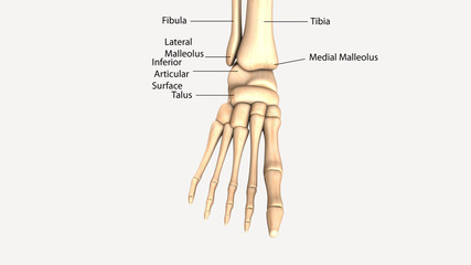 3D illustration of Foot Skeleton - Part of Human Skeleton.
