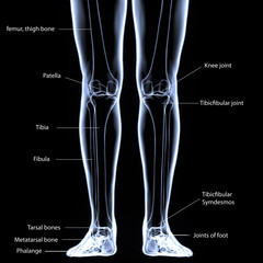 3D illustration of Foot Skeleton - Part of Human Skeleton.
