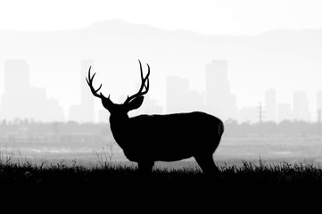 Denver - Buck Silhouette