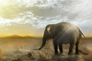 Fototapeta na wymiar Single elephant walking in a field with the Sun from behind