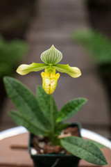 Close up on small group of colorful paphiopedilum or lady slipper