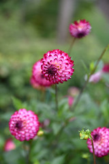Dahlia pompon rose en été au jardin