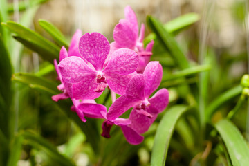 Beautiful orchid. Vanda or Vanda coerulea Griff. Various flower close up from bouquet.