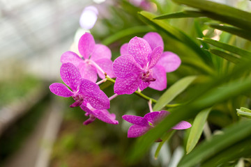 Beautiful orchid. Vanda or Vanda coerulea Griff. Various flower close up from bouquet.