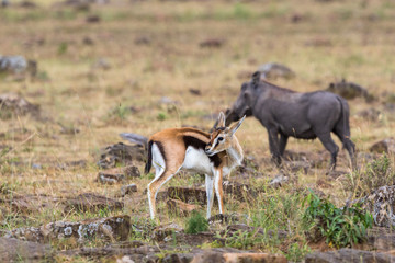 Thomson's gazelle, and a Warthog on the savanna