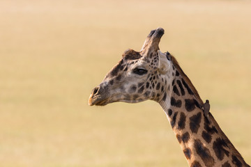 Giraffes with a oxpecker seated on the neck