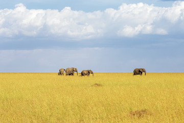 Herd of Elephants in the savannah