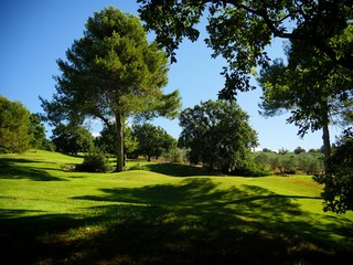 Green landscape