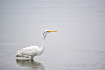 Obraz premium Great White Egret Searches the Bay for Fish Early on a Summer Morning