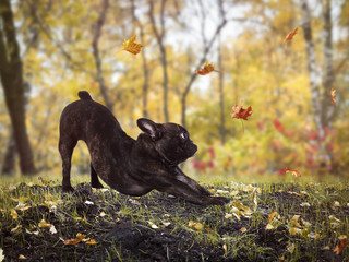 Funny dog hunts for the falling autumn leaves. Funny pose of the dog