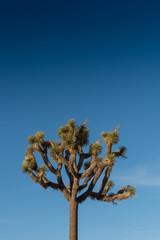 Top of Joshua Tree on Blue Sky